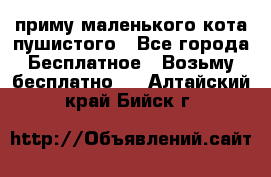 приму маленького кота пушистого - Все города Бесплатное » Возьму бесплатно   . Алтайский край,Бийск г.